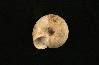 臺灣鱗盾蝸牛藏品圖，第2張
